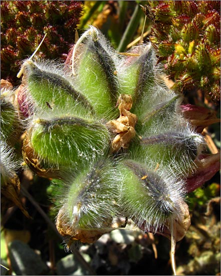 sm 451 Seed pod of Miniature Beach Lupine.jpg - Seed pod of Miniature Beach Lupine (Lupinus micranthus ssp. micranthus).